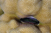 Pedum spondyloideum Huitre corallicole-Safaga Tobia kebir-9m-20171120-Denis-ADER-DSC_3196_tn